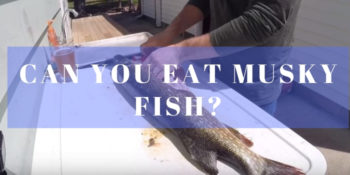 Can you eat musky fish