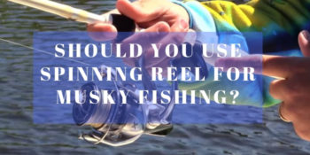 Should You Use Spinning Reel For Musky Fishing