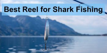 Best-Reel-for-Shark-Fishing